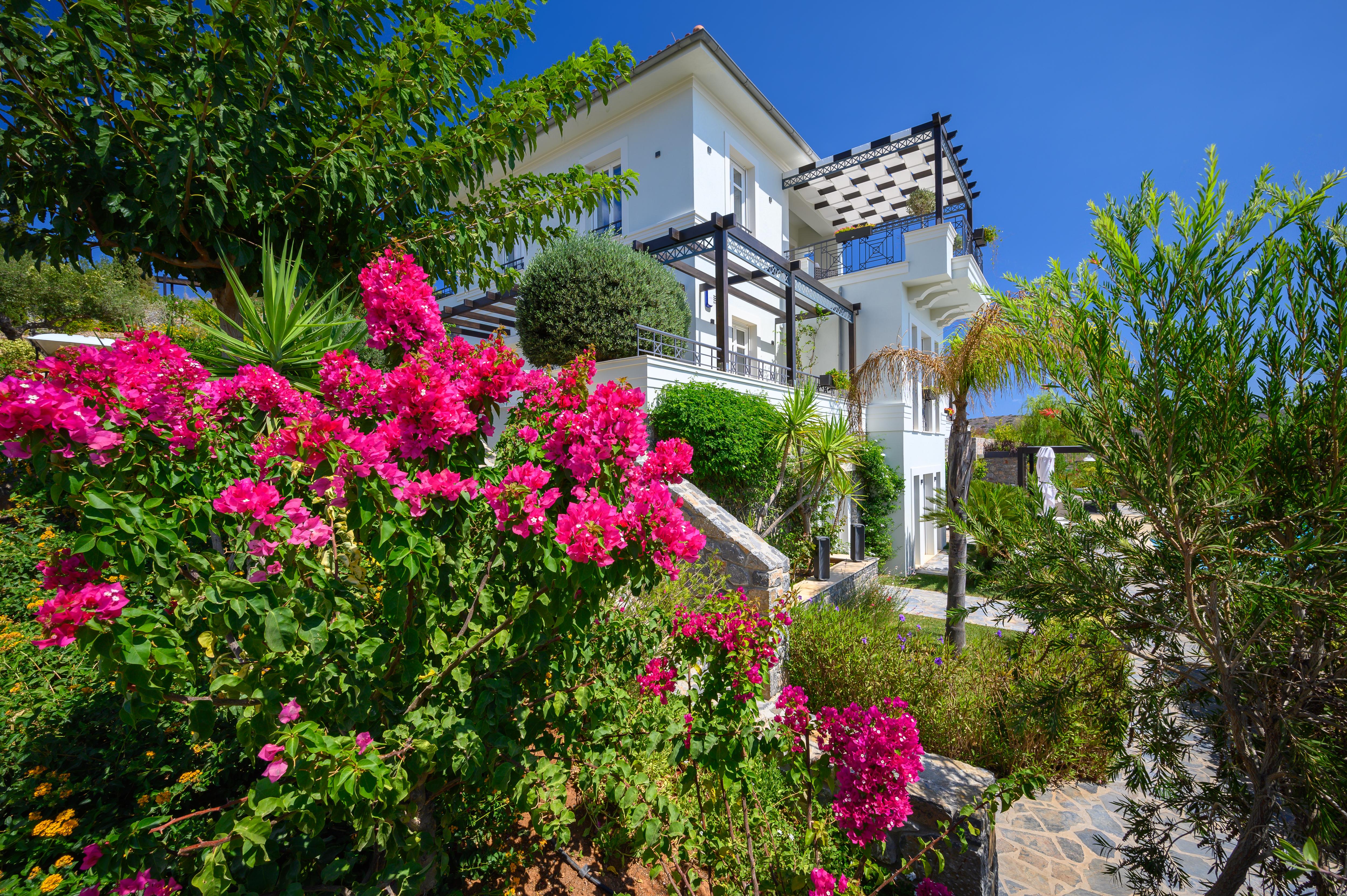 camellia-image-9