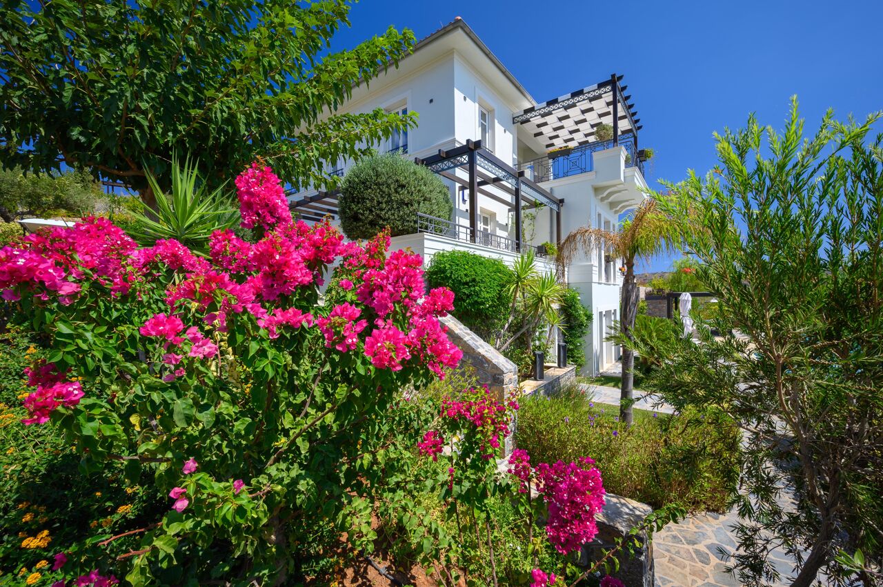 camellia-image-9