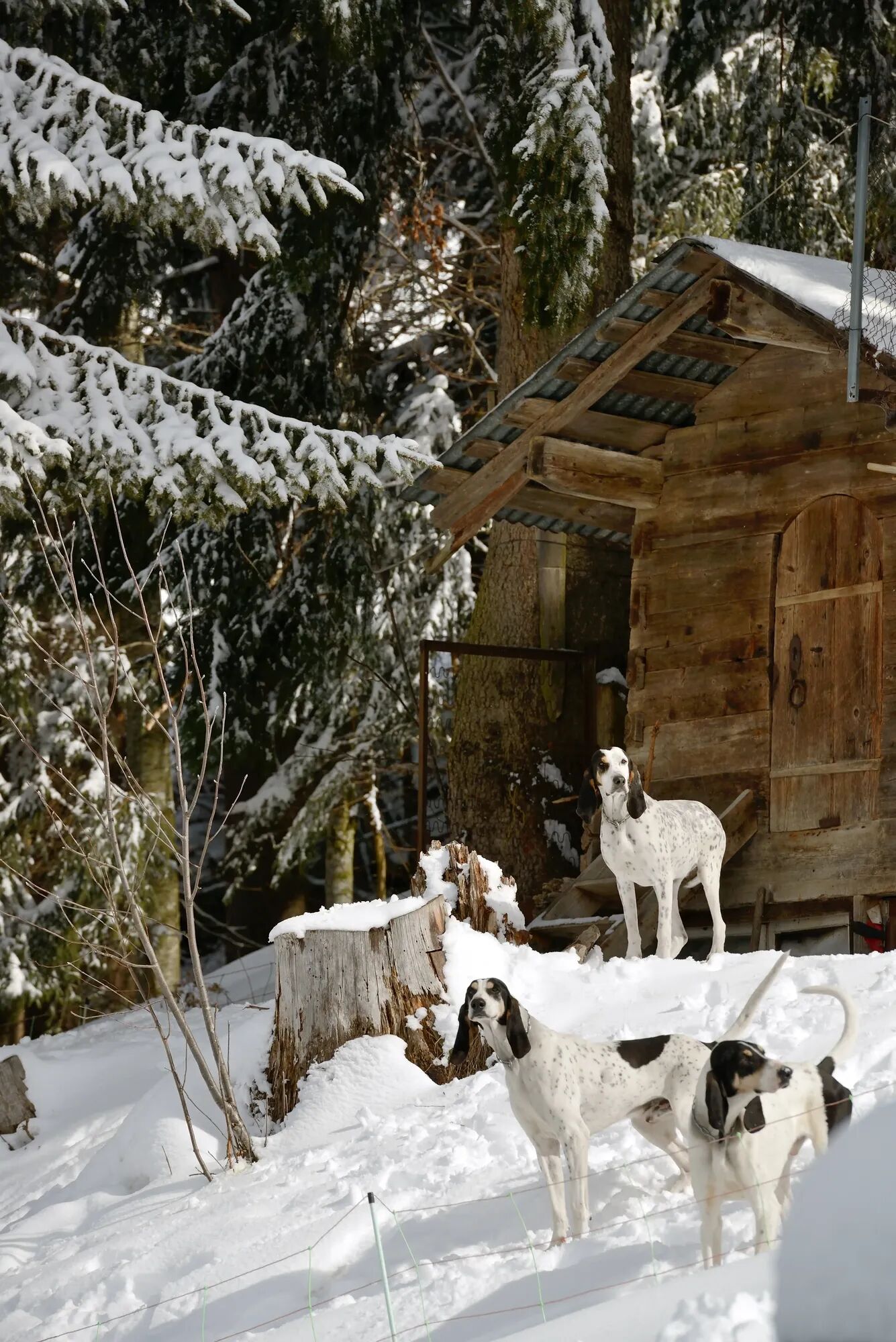 Chalet Zylkene Diamant Gallary Image 1