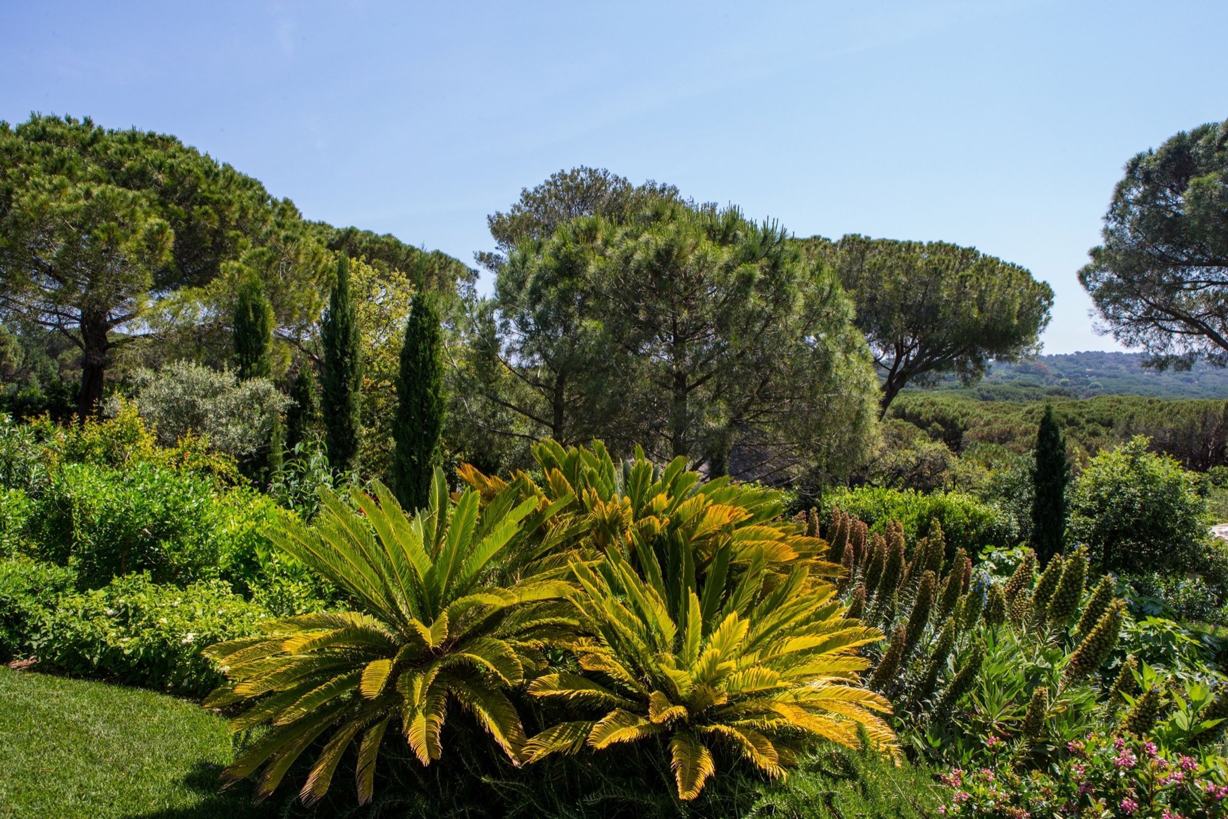 l'Oasis des Pins Gallary Image 6