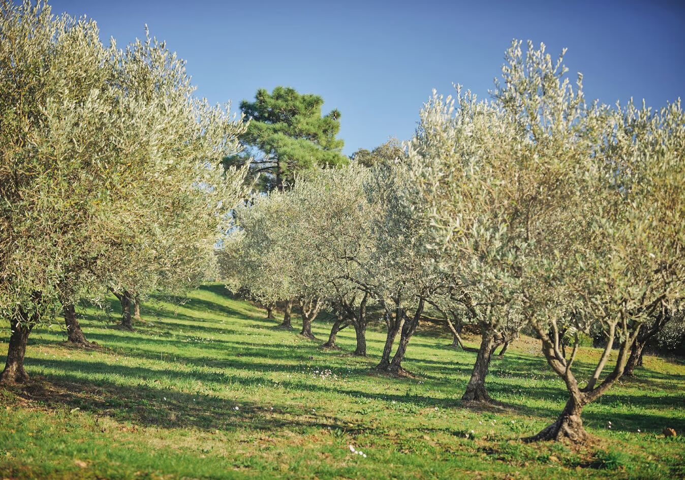 Domaine des Horizons Gallary Image 1