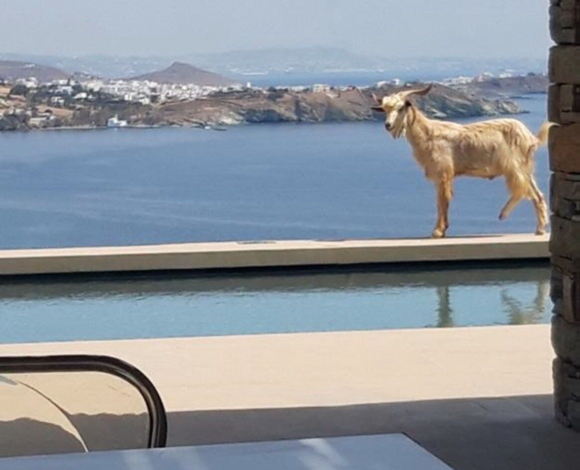 villa-white-goat-image-6