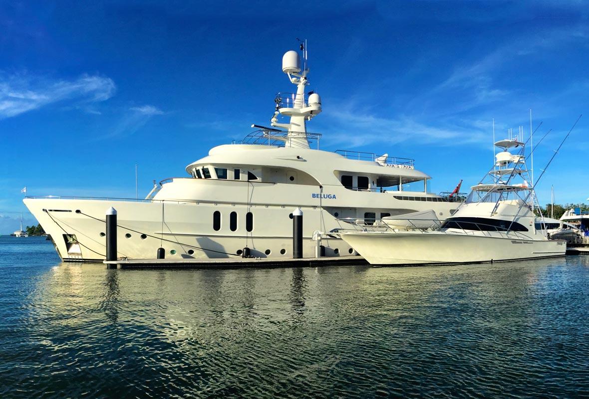beluga-image-3