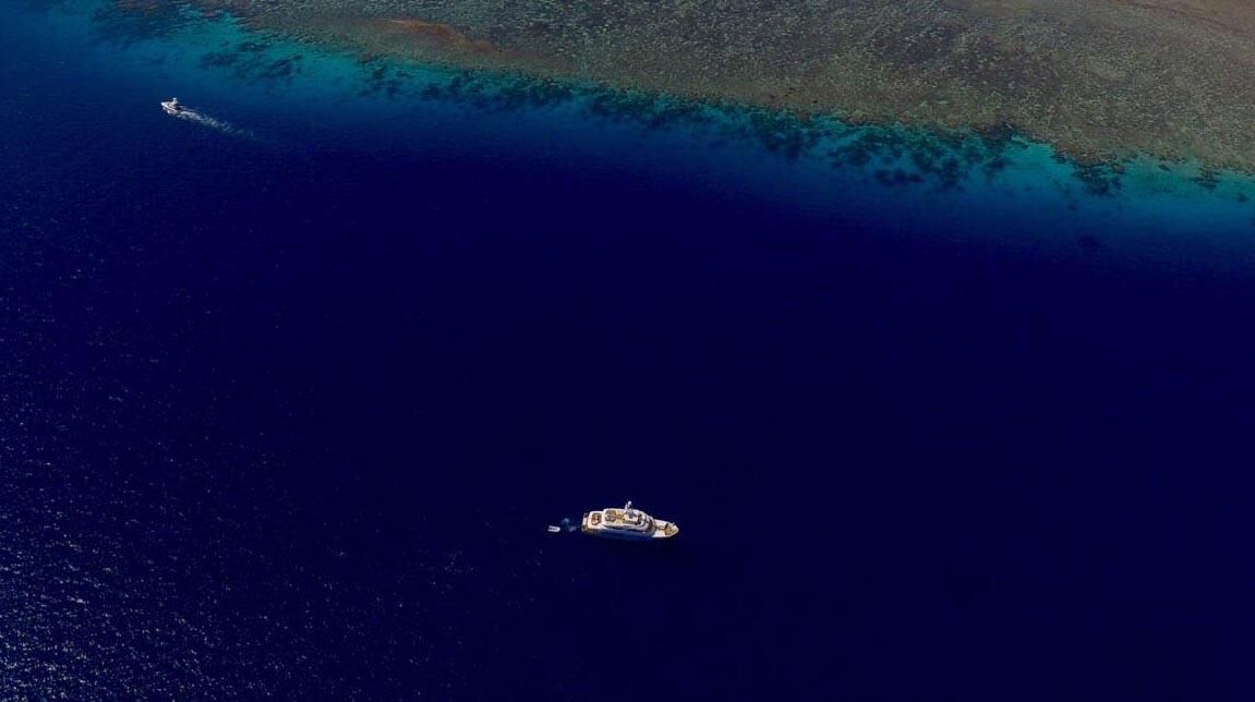 beluga-image-5