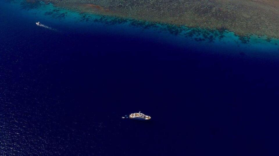 Beluga Gallery Image 5
