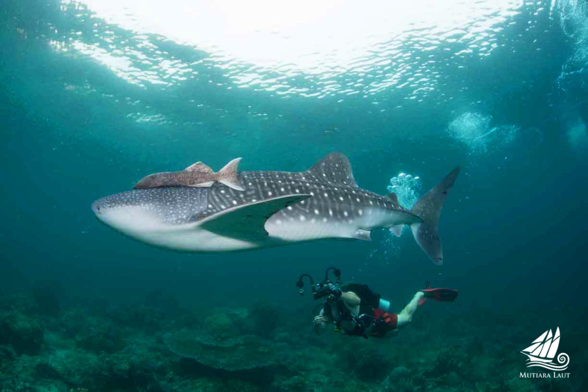 Mutiara Laut Gallery Image 6